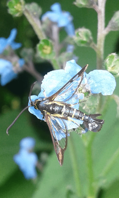 Synanthedon sp. (Sesiidae)